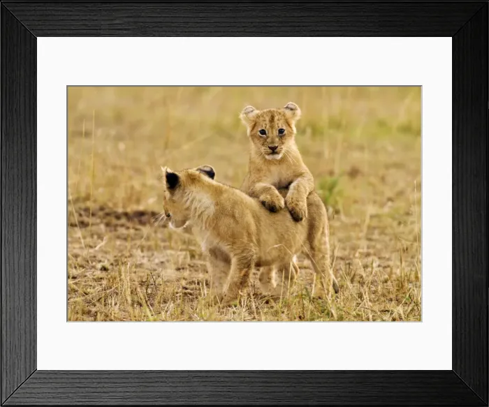 Framed Print : Picture No. 10899722 Framed Print : Picture No. 10899722