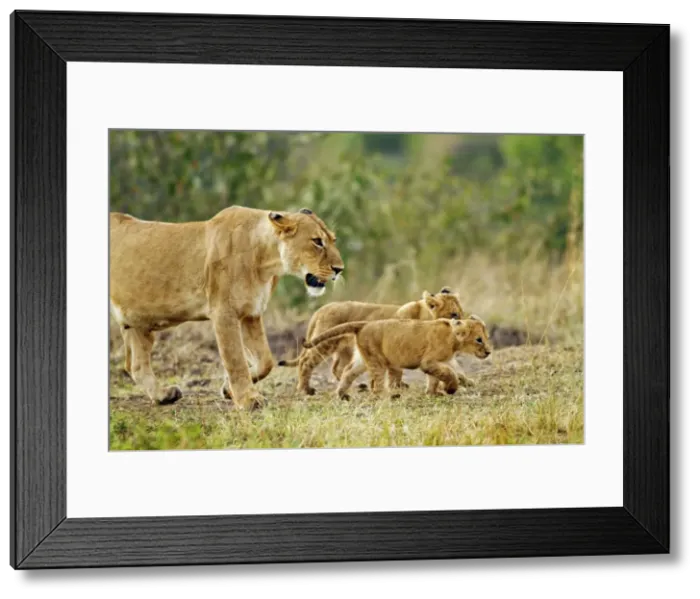 Framed Print : Picture No. 10899723 Framed Print : Picture No. 10899723