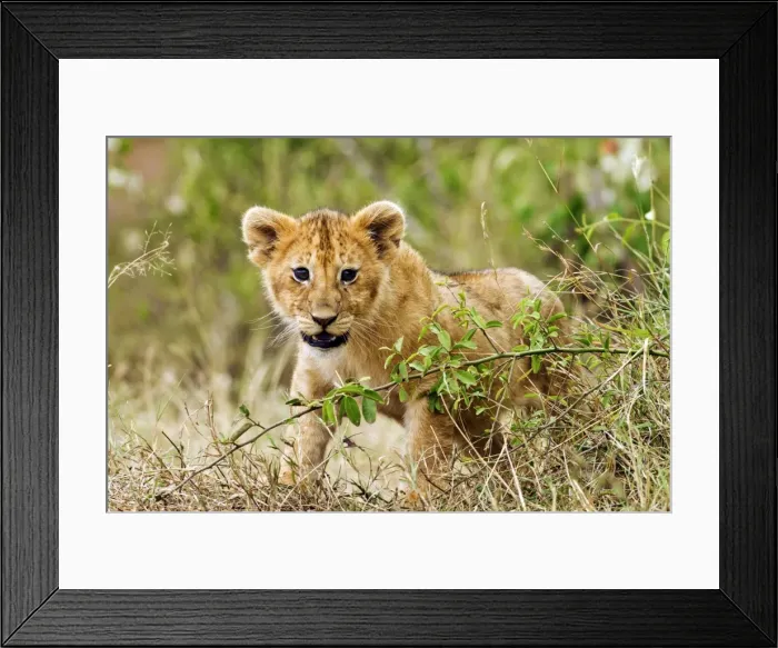 Framed Print : Picture No. 10899727 Framed Print : Picture No. 10899727