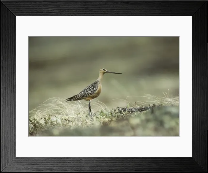 Framed Print : Picture No. 10883197 Framed Print : Picture No. 10883197