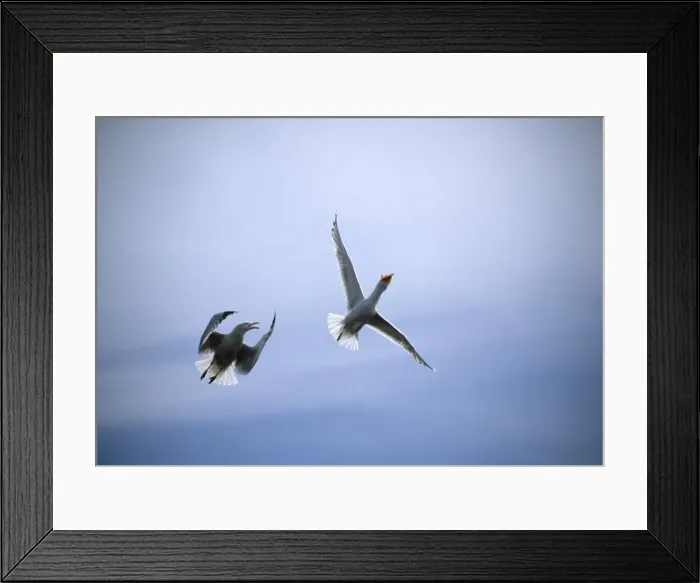 Framed Print : Picture No. 10883203 Framed Print : Picture No. 10883203