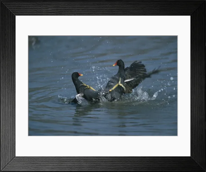 Framed Print : Picture No. 10883202 Framed Print : Picture No. 10883202