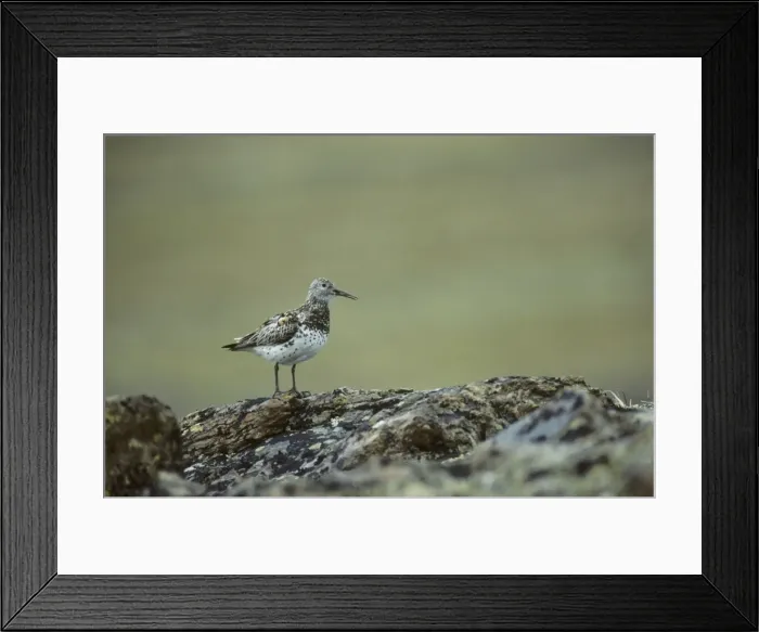 Framed Print : Picture No. 10883198 Framed Print : Picture No. 10883198