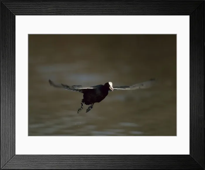 Framed Print : Picture No. 10883206 Framed Print : Picture No. 10883206