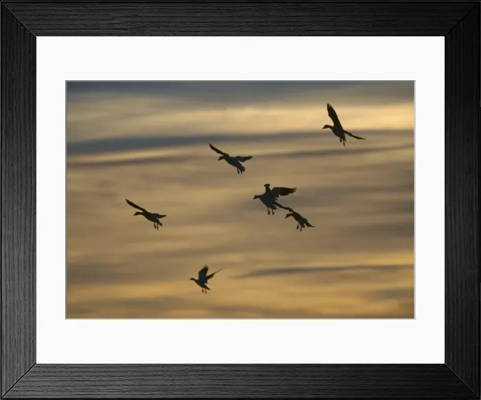 Framed Print : Picture No. 10883204 Framed Print : Picture No. 10883204