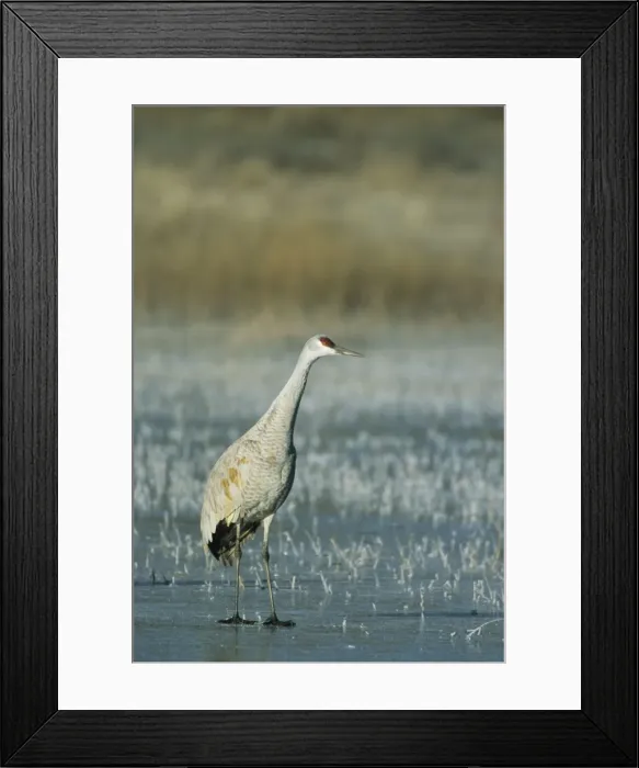 Framed Print : Picture No. 10883207 Framed Print : Picture No. 10883207