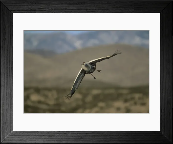 Framed Print : Picture No. 10883209 Framed Print : Picture No. 10883209