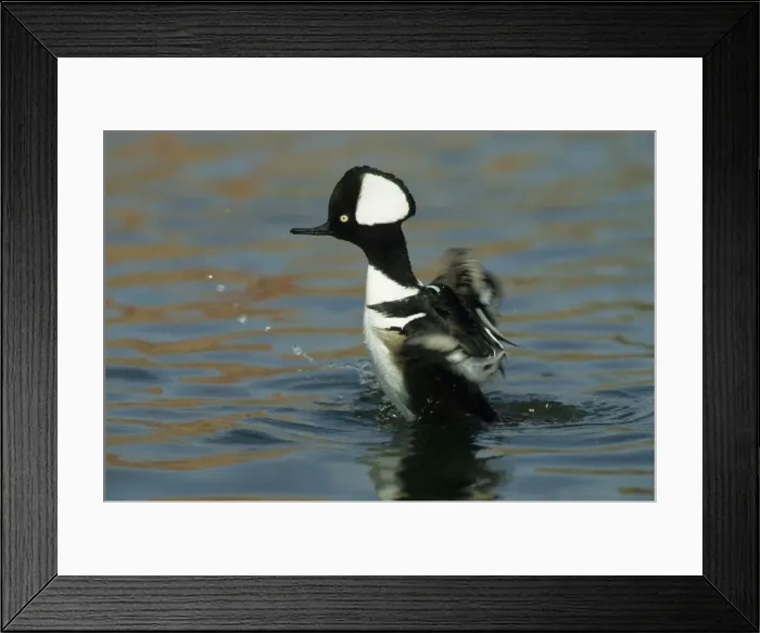 Framed Print : Picture No. 10883210 Framed Print : Picture No. 10883210