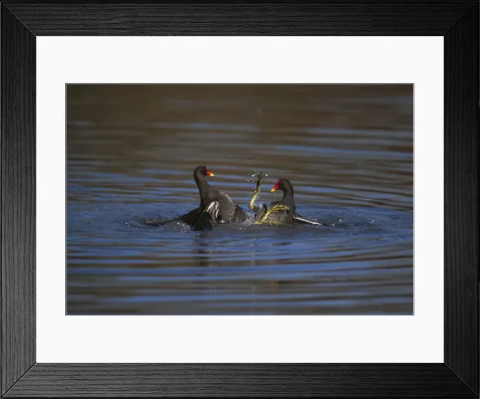 Framed Print : Picture No. 10883205 Framed Print : Picture No. 10883205
