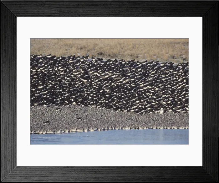 Framed Print : Picture No. 10883200 Framed Print : Picture No. 10883200