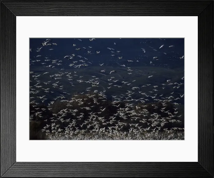 Framed Print : Picture No. 10883212 Framed Print : Picture No. 10883212