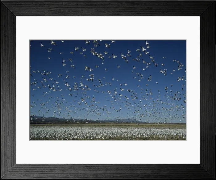 Framed Print : Picture No. 10883213 Framed Print : Picture No. 10883213