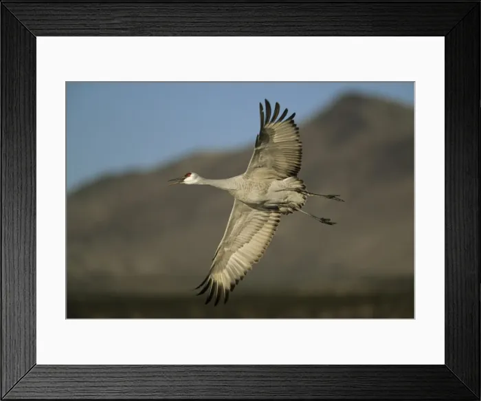 Framed Print : Picture No. 10883208 Framed Print : Picture No. 10883208
