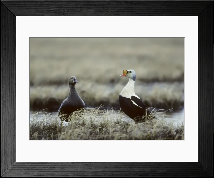 Framed Print : Picture No. 10883211 Framed Print : Picture No. 10883211