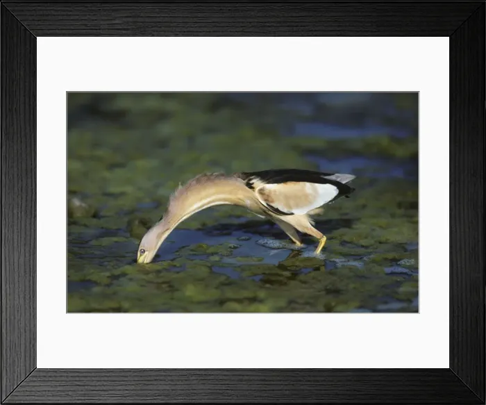 Framed Print : Picture No. 10883216 Framed Print : Picture No. 10883216