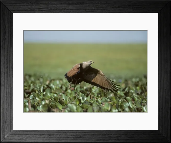 Framed Print : Picture No. 10883217 Framed Print : Picture No. 10883217