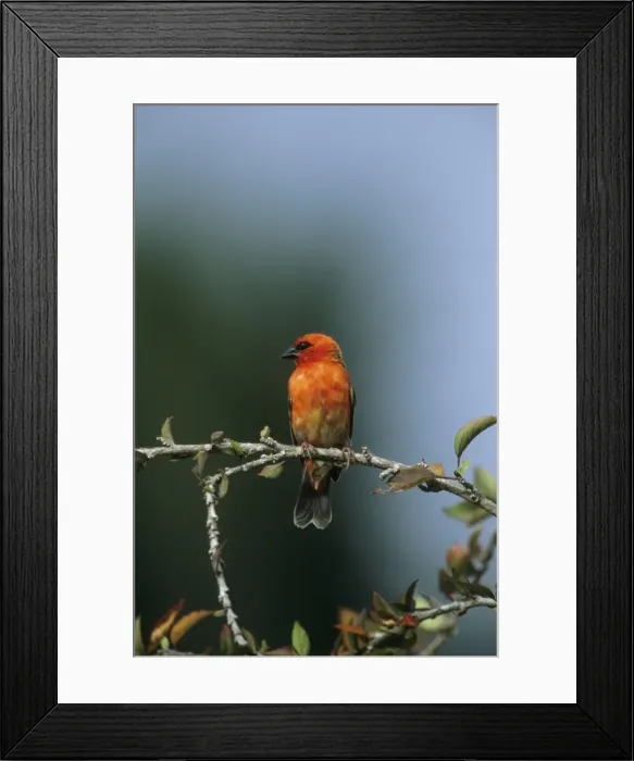 Framed Print : Picture No. 10883218 Framed Print : Picture No. 10883218