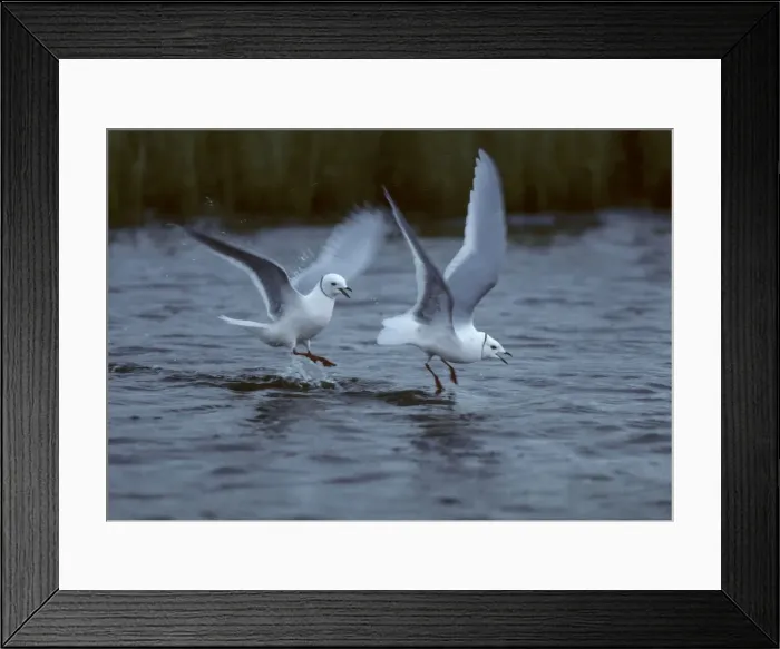 Framed Print : Picture No. 10883215