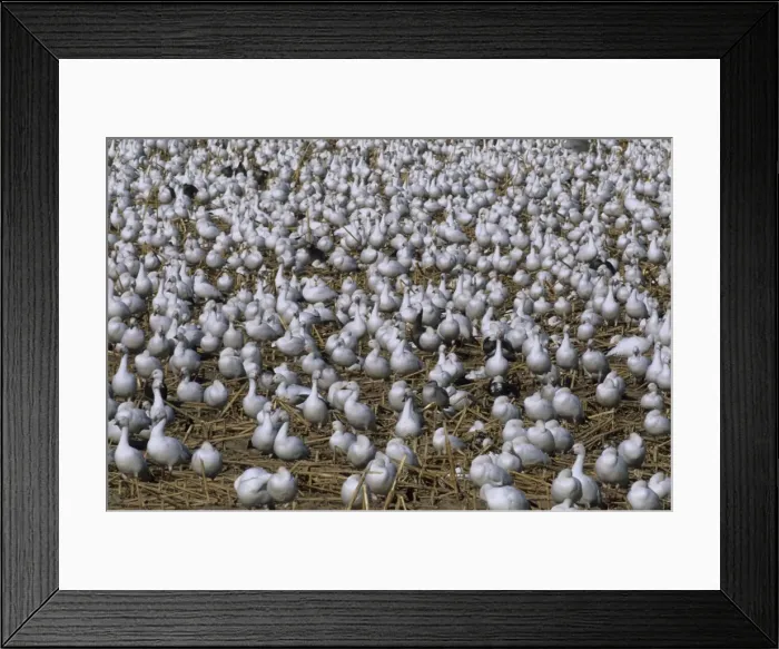 Framed Print : Picture No. 10883214 Framed Print : Picture No. 10883214
