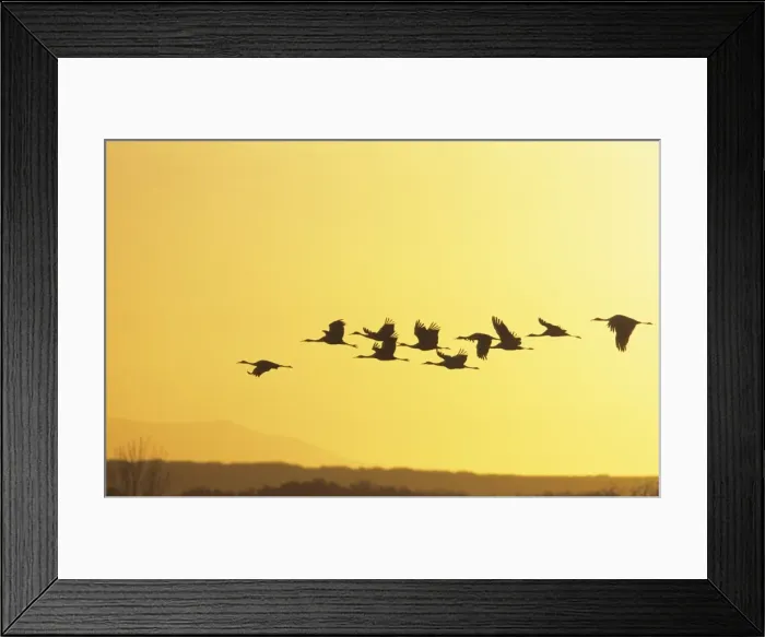 Framed Print : Picture No. 10883222 Framed Print : Picture No. 10883222