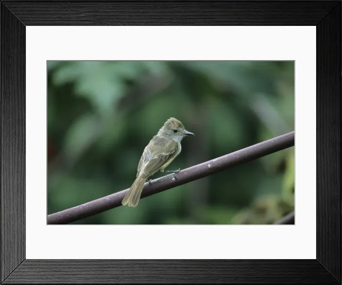Framed Print : Picture No. 10883220 Framed Print : Picture No. 10883220