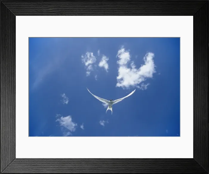 Framed Print : Picture No. 10883224 Framed Print : Picture No. 10883224