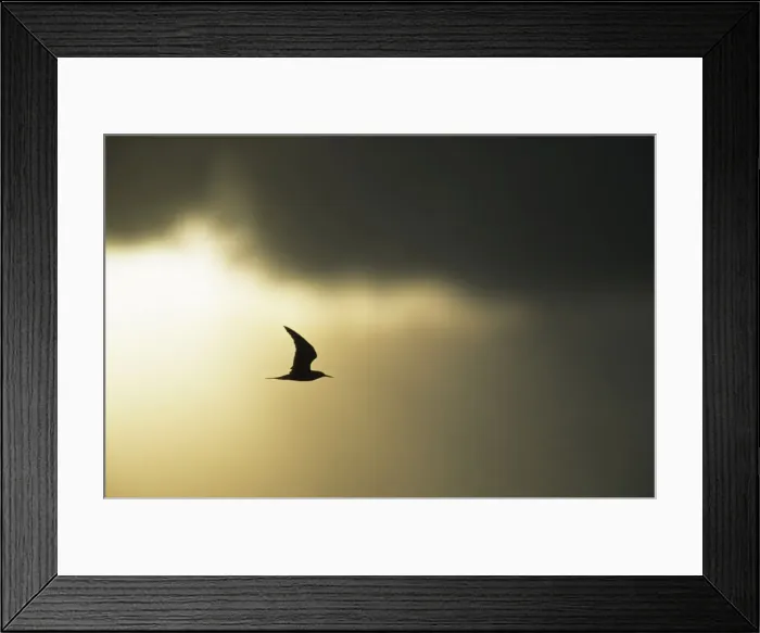 Framed Print : Picture No. 10883219 Framed Print : Picture No. 10883219