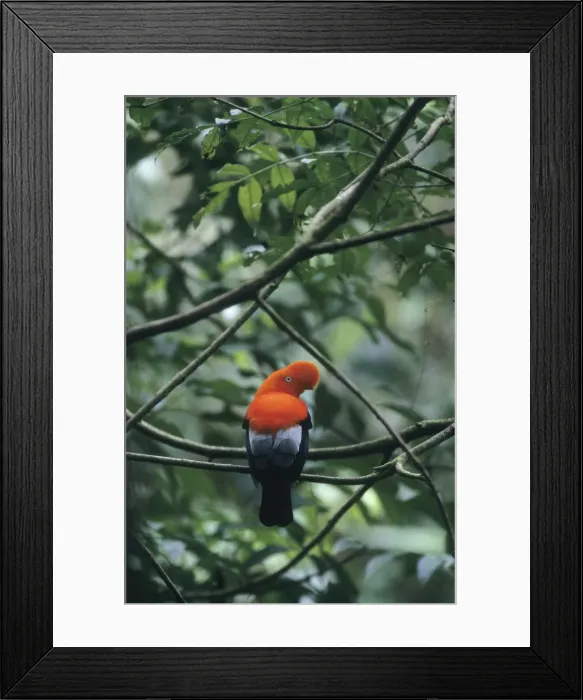 Framed Print : Picture No. 10883223