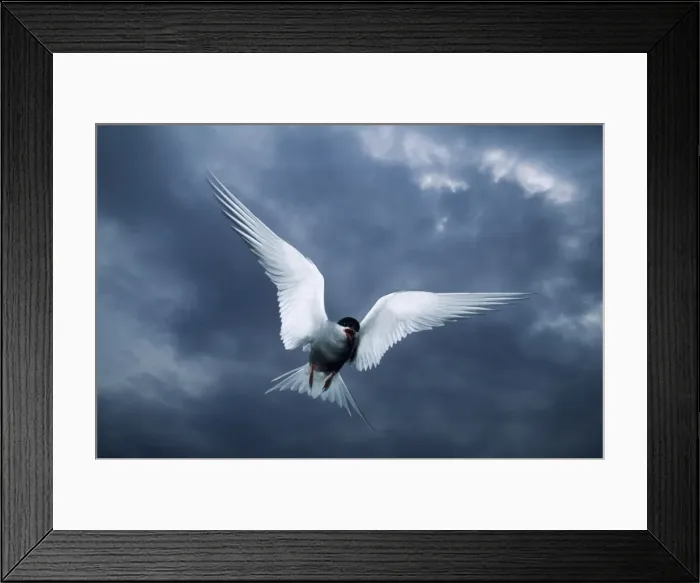 Framed Print : Picture No. 10883225