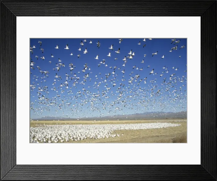 Framed Print : Picture No. 10883221 Framed Print : Picture No. 10883221