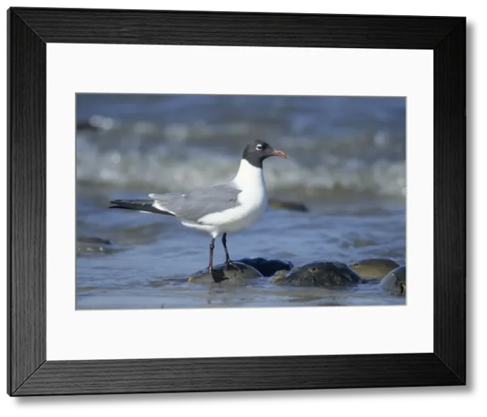 Framed Print : Picture No. 10883228 Framed Print : Picture No. 10883228