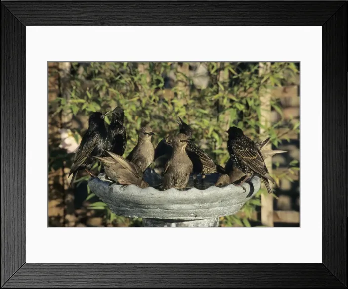 Framed Print : Picture No. 10883231 Framed Print : Picture No. 10883231