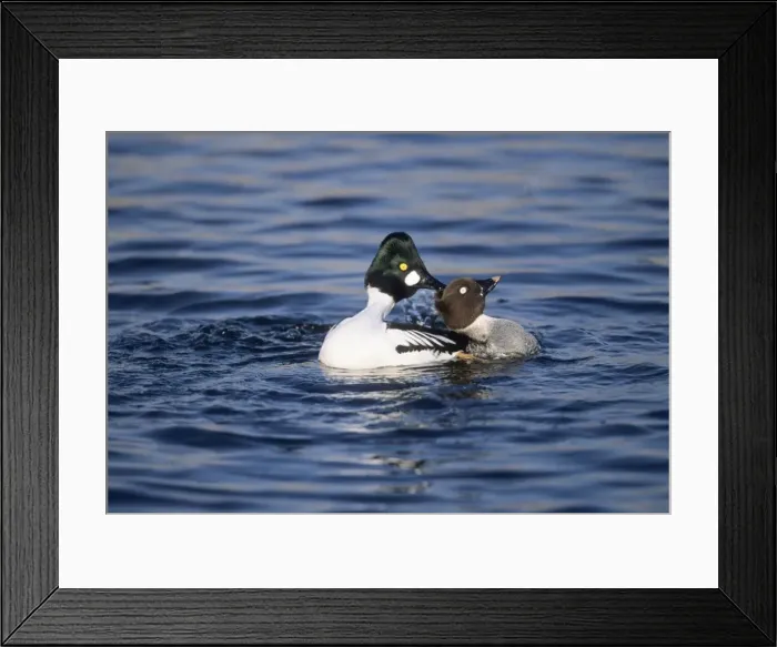 Framed Print : Picture No. 10883227 Framed Print : Picture No. 10883227