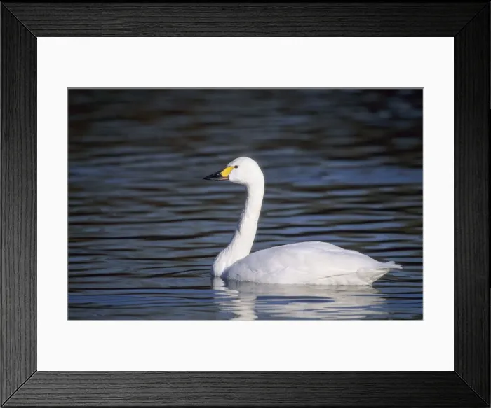 Framed Print : Picture No. 10883226 Framed Print : Picture No. 10883226
