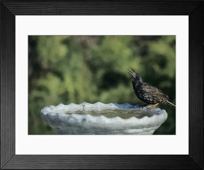 Framed Print : Picture No. 10883230 Framed Print : Picture No. 10883230