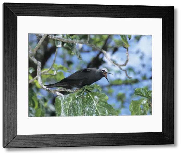 Framed Print : Picture No. 10883229 Framed Print : Picture No. 10883229