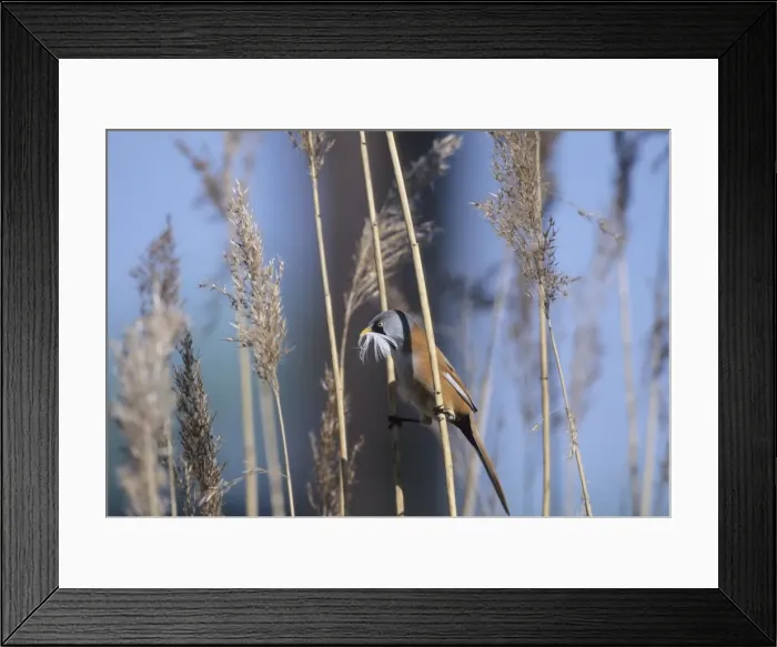 Framed Print : Picture No. 10883234 Framed Print : Picture No. 10883234