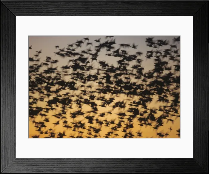 Framed Print : Picture No. 10883236 Framed Print : Picture No. 10883236
