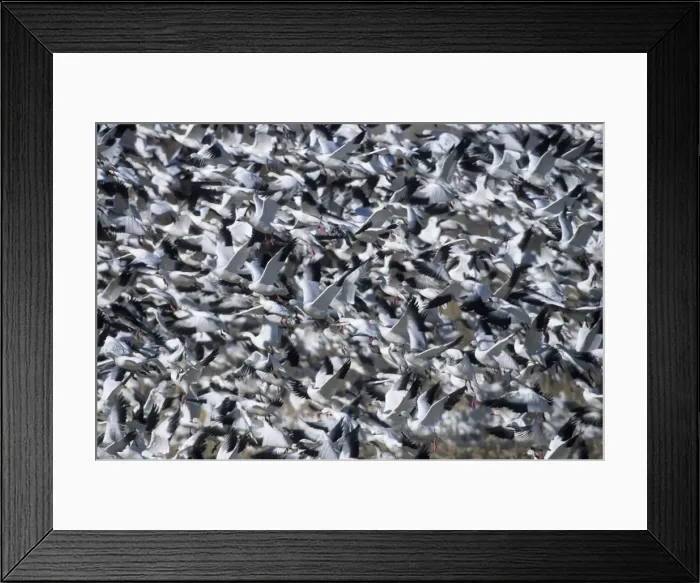 Framed Print : Picture No. 10883235 Framed Print : Picture No. 10883235