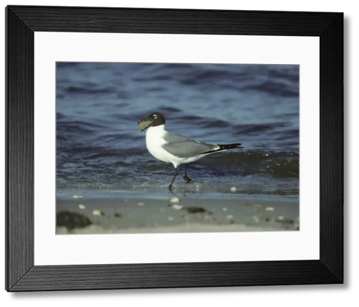 Framed Print : Picture No. 10883237 Framed Print : Picture No. 10883237