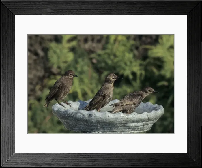 Framed Print : Picture No. 10883232 Framed Print : Picture No. 10883232