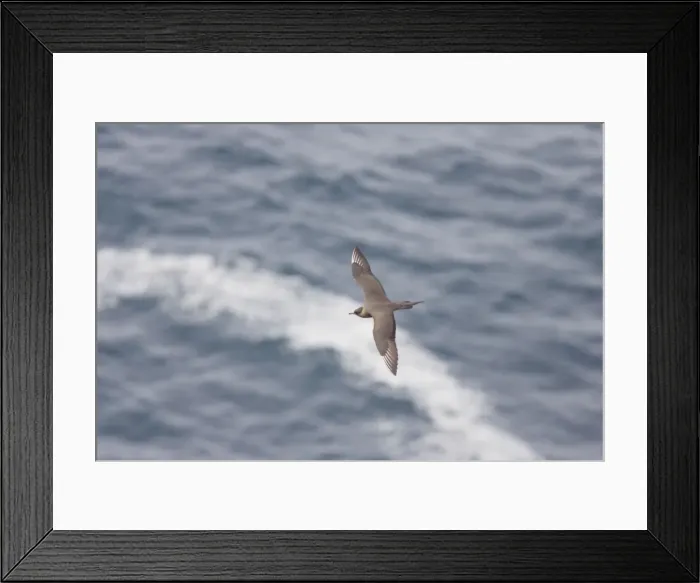 Framed Print : Picture No. 10883241 Framed Print : Picture No. 10883241