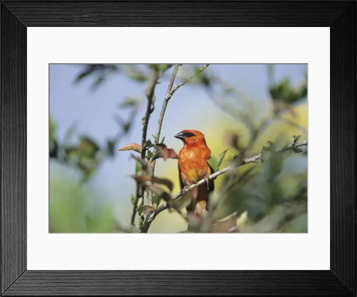 Framed Print : Picture No. 10883238 Framed Print : Picture No. 10883238