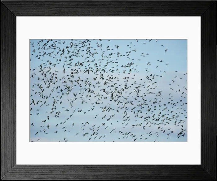 Framed Print : Picture No. 10883239 Framed Print : Picture No. 10883239