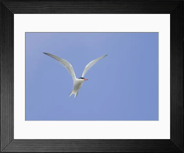 Framed Print : Picture No. 10883243 Framed Print : Picture No. 10883243