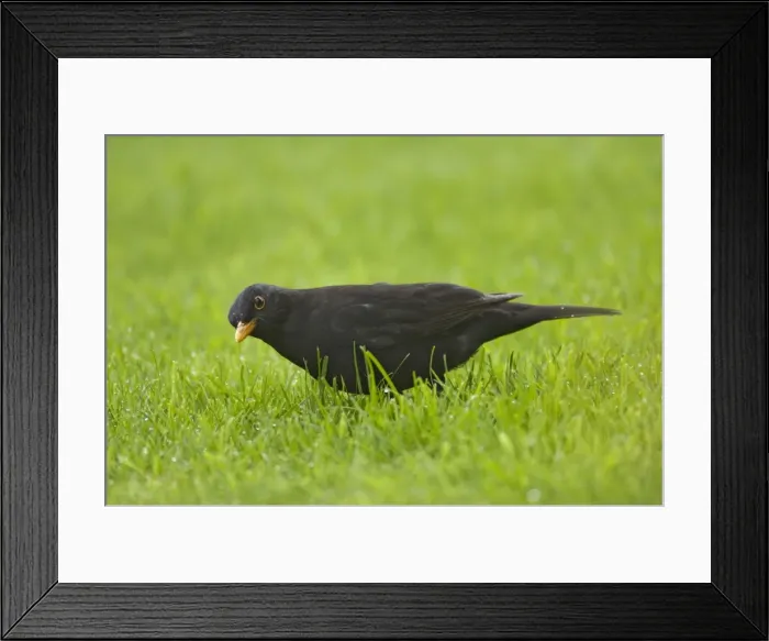 Framed Print : Picture No. 10883245 Framed Print : Picture No. 10883245