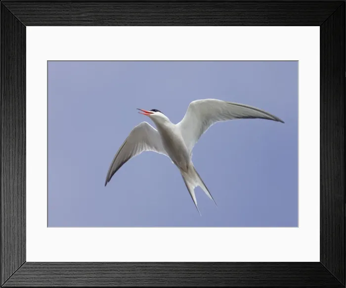 Framed Print : Picture No. 10883244 Framed Print : Picture No. 10883244