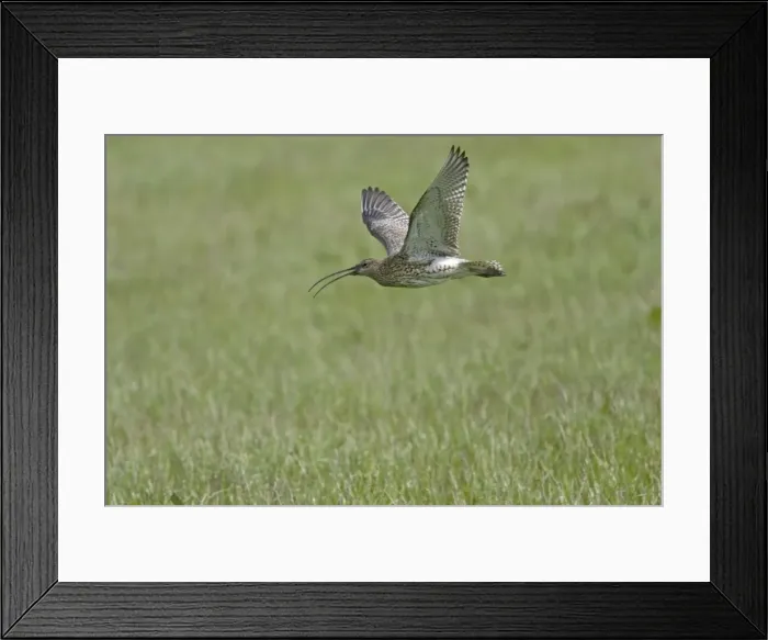 Framed Print : Picture No. 10883247 Framed Print : Picture No. 10883247