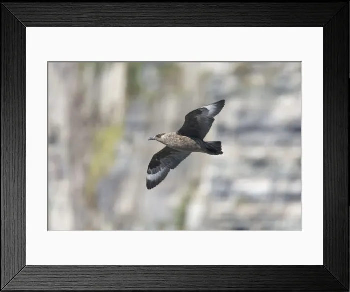 Framed Print : Picture No. 10883246 Framed Print : Picture No. 10883246
