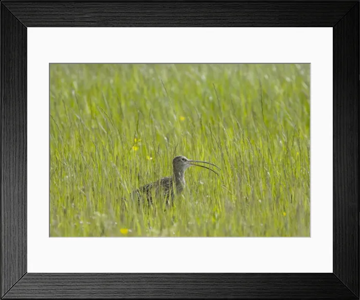 Framed Print : Picture No. 10883248 Framed Print : Picture No. 10883248